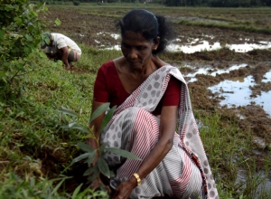 Derana Wenuwen Akuresse Ruk Roopana-Akuressa Ajith (35).jpg