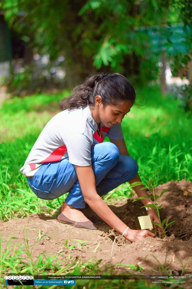 JKI Holdings Tree Planting